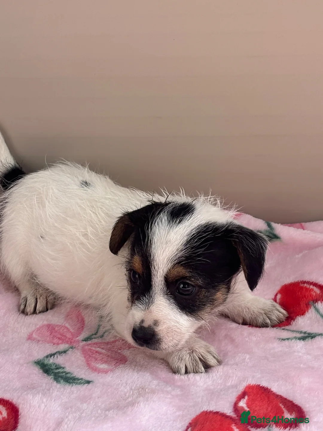 Jack Russell dogs for sale: Jack Russell Puppies 1 Boy🩵 3 Girls💖 in Gillingham - Advert 1