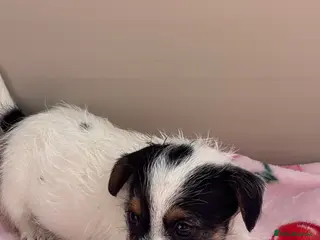 Jack Russell dogs Jack Russell Puppies 1 Boy🩵 3 Girls💖 - Advert 5