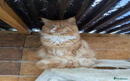 Maine Coon cats for sale: 'PuuureLove' Maine Coon kittens  - Image 15