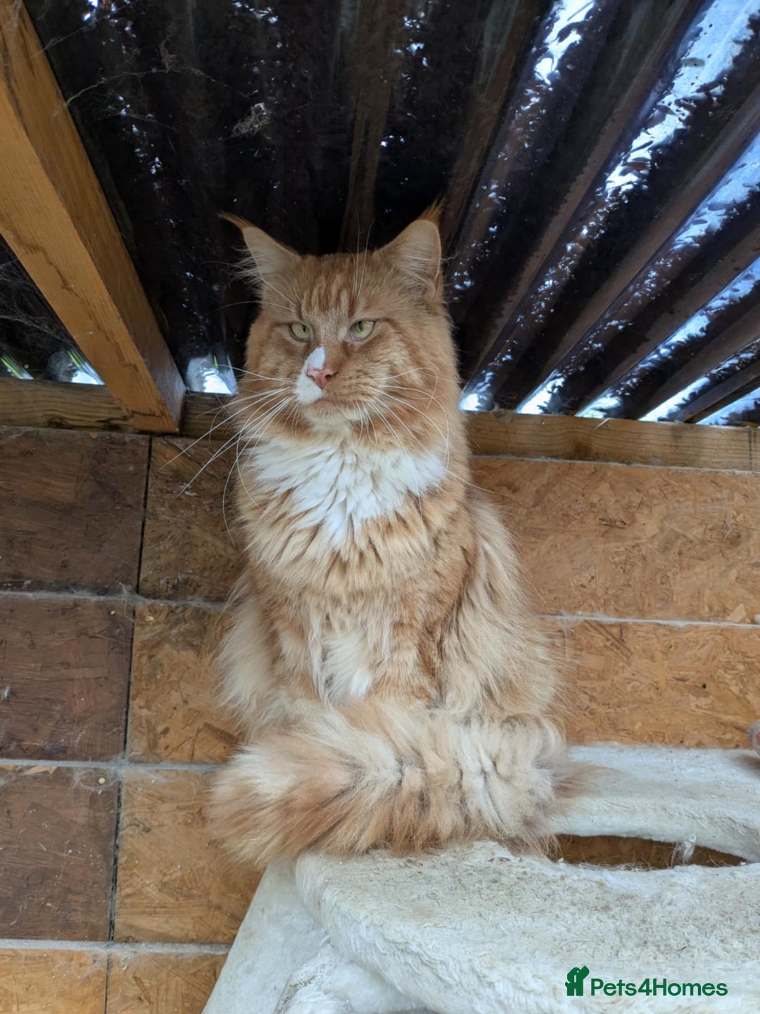 Maine Coon cats for sale: 'PuuureLove' Maine Coon kittens  - Image 15