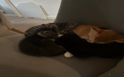 Domestic Shorthair cats for sale: 3 beautiful kittens for sale.  - Image 5