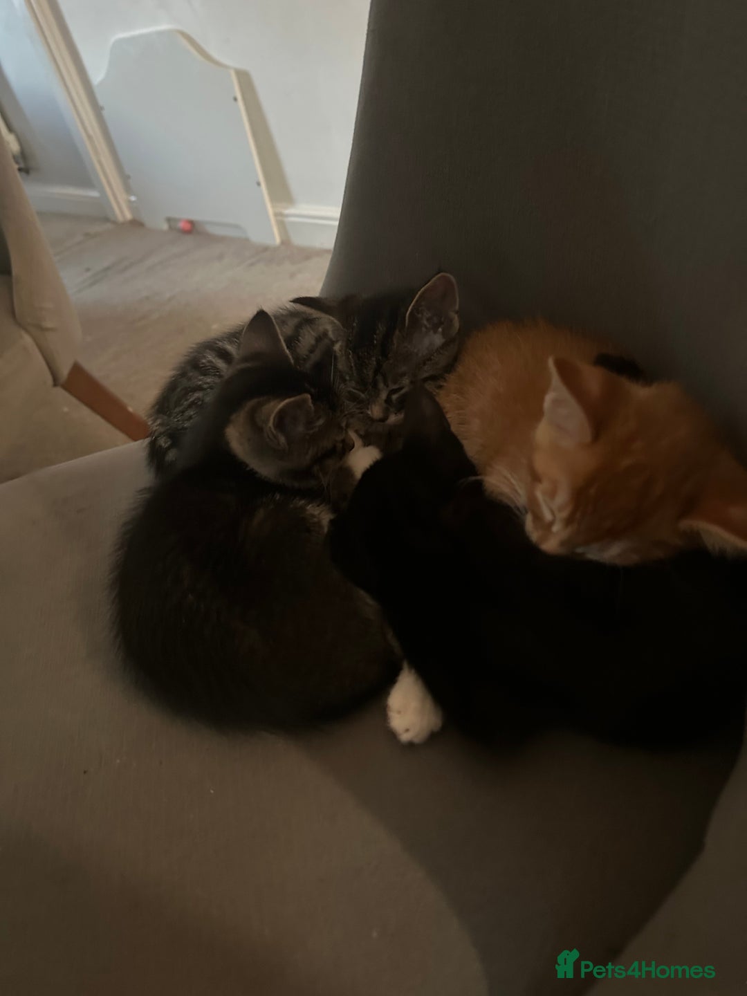 Domestic Shorthair cats for sale: 3 beautiful kittens for sale.  - Image 5