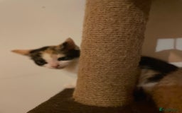 Mixed Breed cats for sale: Beautiful calico/ginger polydactyl kittens - Image 7