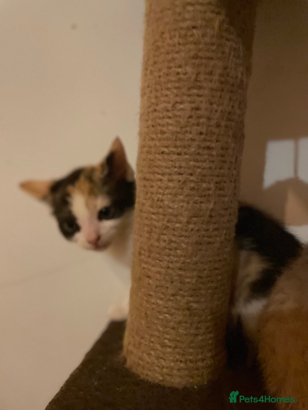 Mixed Breed cats for sale: Beautiful calico/ginger polydactyl kittens - Image 7