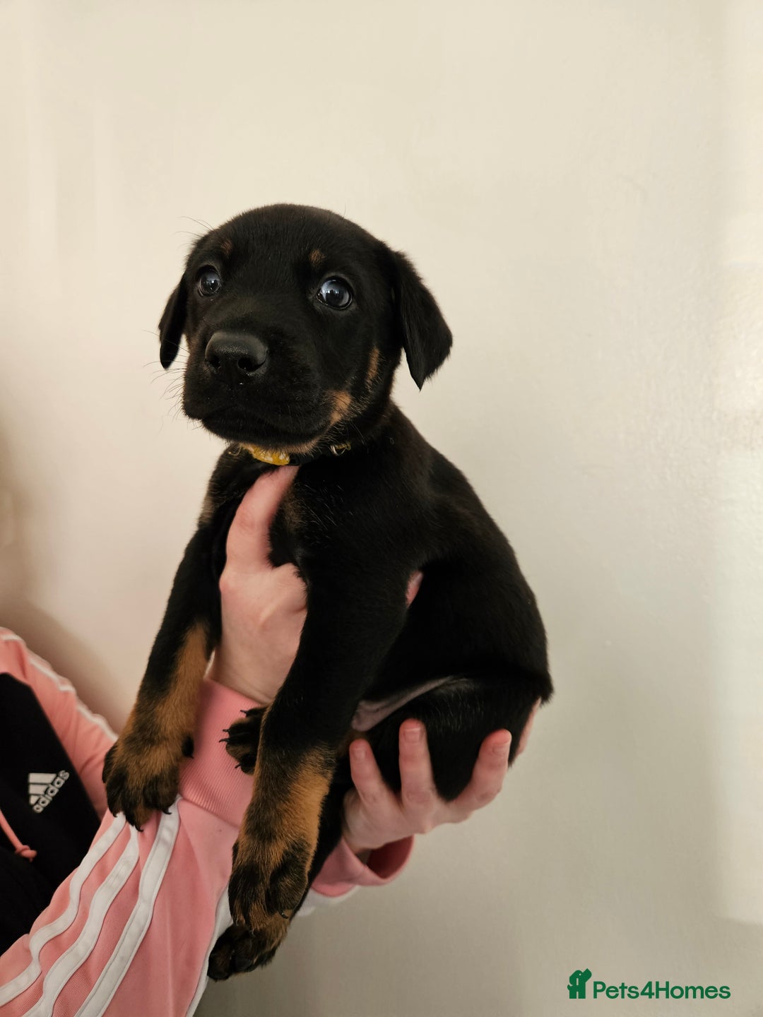 Mixed Breed dogs for sale: Beautiful black German shepherd x doberman  - Advert 24