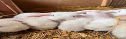 Mini Lop rabbits for sale: 3 white beauty’s for sale NEED TO GO  - Advert 13