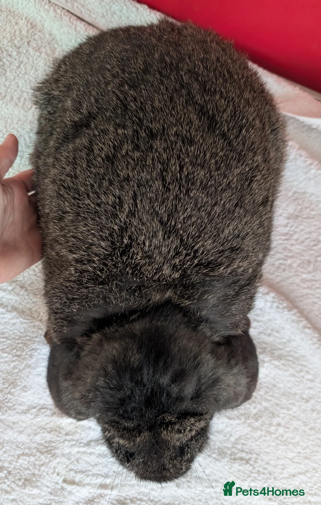 French Lop rabbits for sale: Purebred dark Steel male French Lop - Advert 2