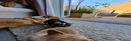 Welsh Corgi Pembroke dogs for stud: KC Registered Pembroke Corgi for Stud bobtail - Advert 3