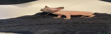 Sphynx Kitten 2