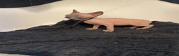 Sphynx cats for sale:     Exceptional TICA Sphynx Kittens  - Advert 14