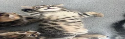 Bengal cats for sale: Kittens ready now  in Cramlington - Advert 7