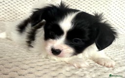 Papillon dogs for sale: Beautiful KC registered papillon puppies for sale - Image 16