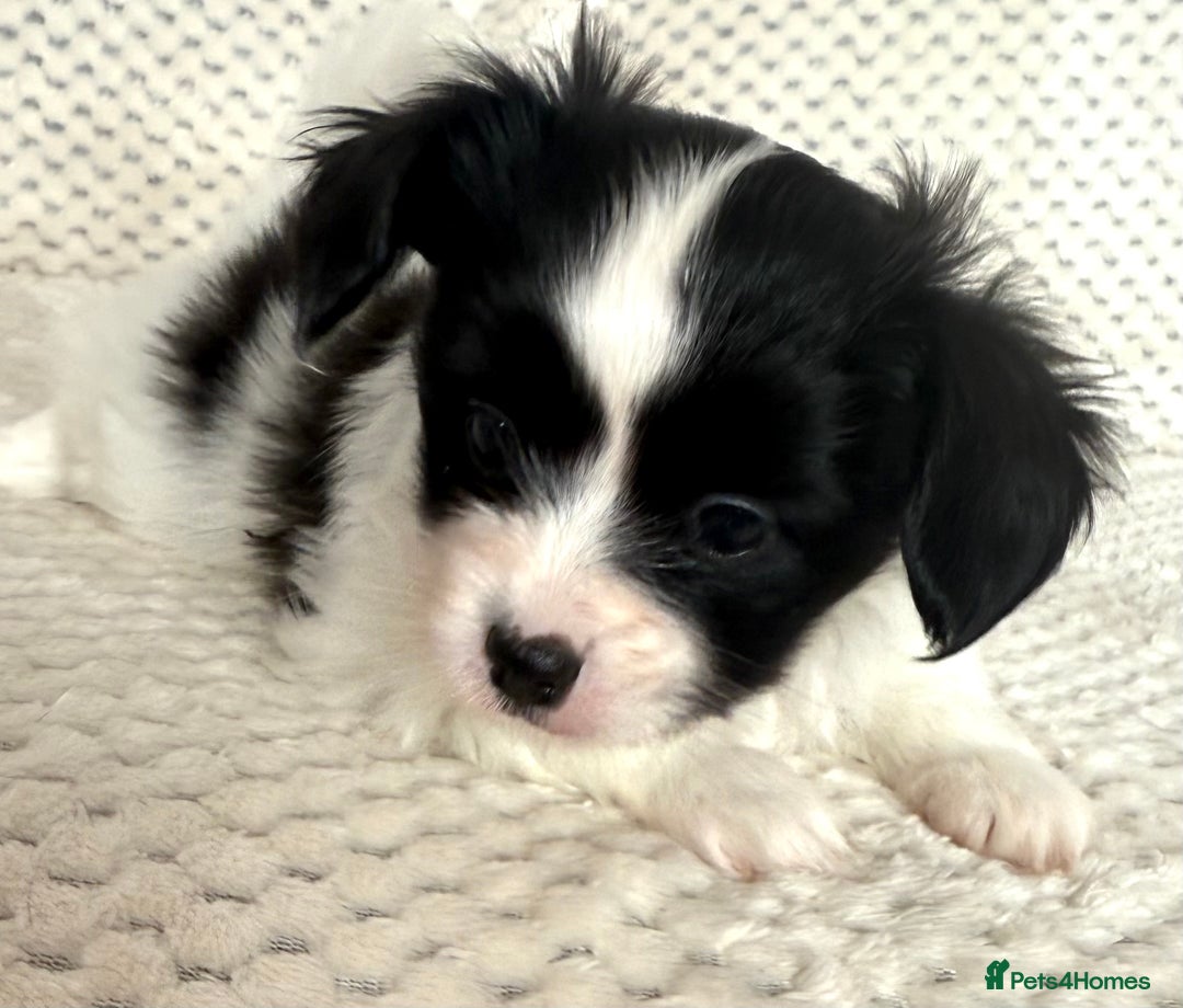 Papillon dogs for sale: Beautiful KC registered papillon puppies for sale - Image 16