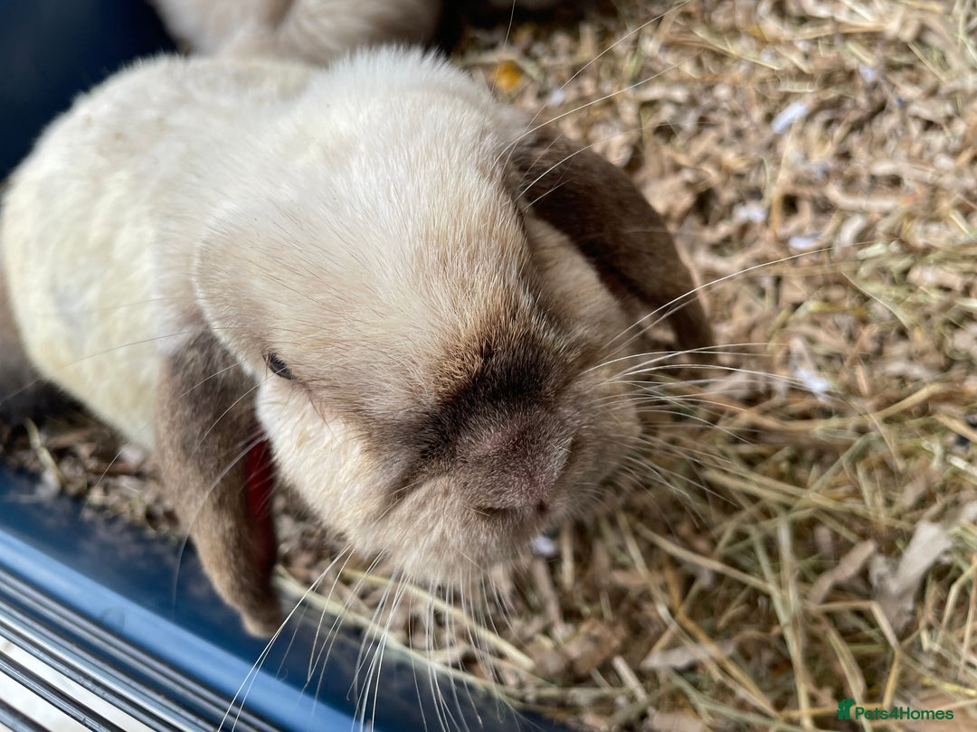 Mini Lop rabbits for sale: Pure bred mini lop rabbits - Image 7