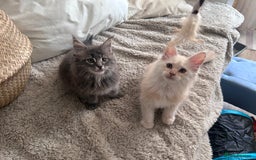 Maine Coon cats for sale: Beautiful full Maine Coon kittens ready now 😻 - Image 16