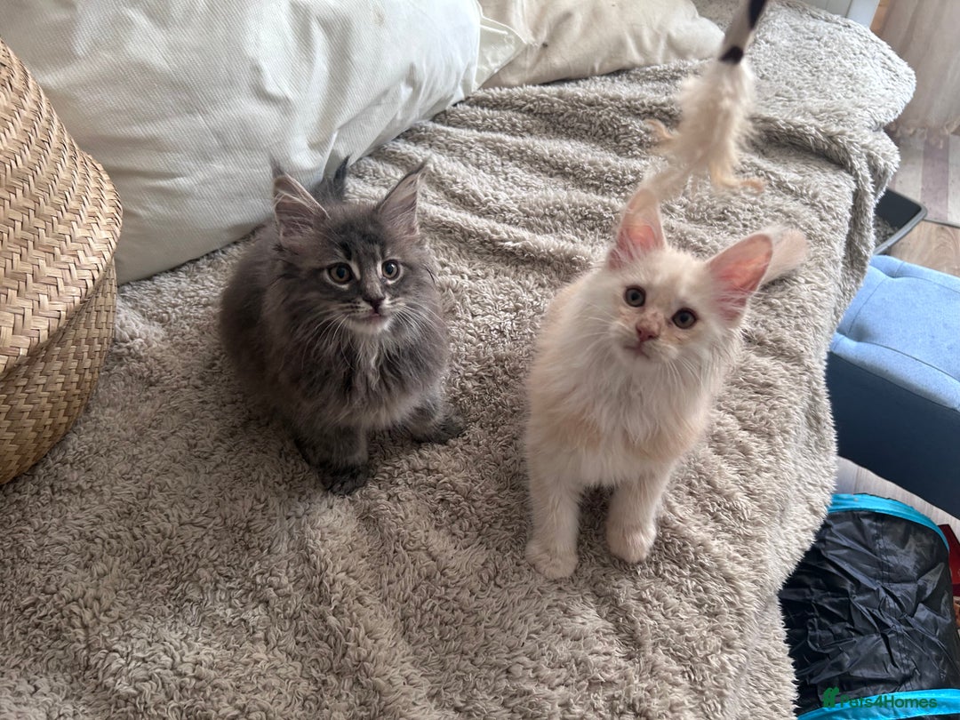 Maine Coon cats for sale: Beautiful full Maine Coon kittens ready now 😻 - Image 16