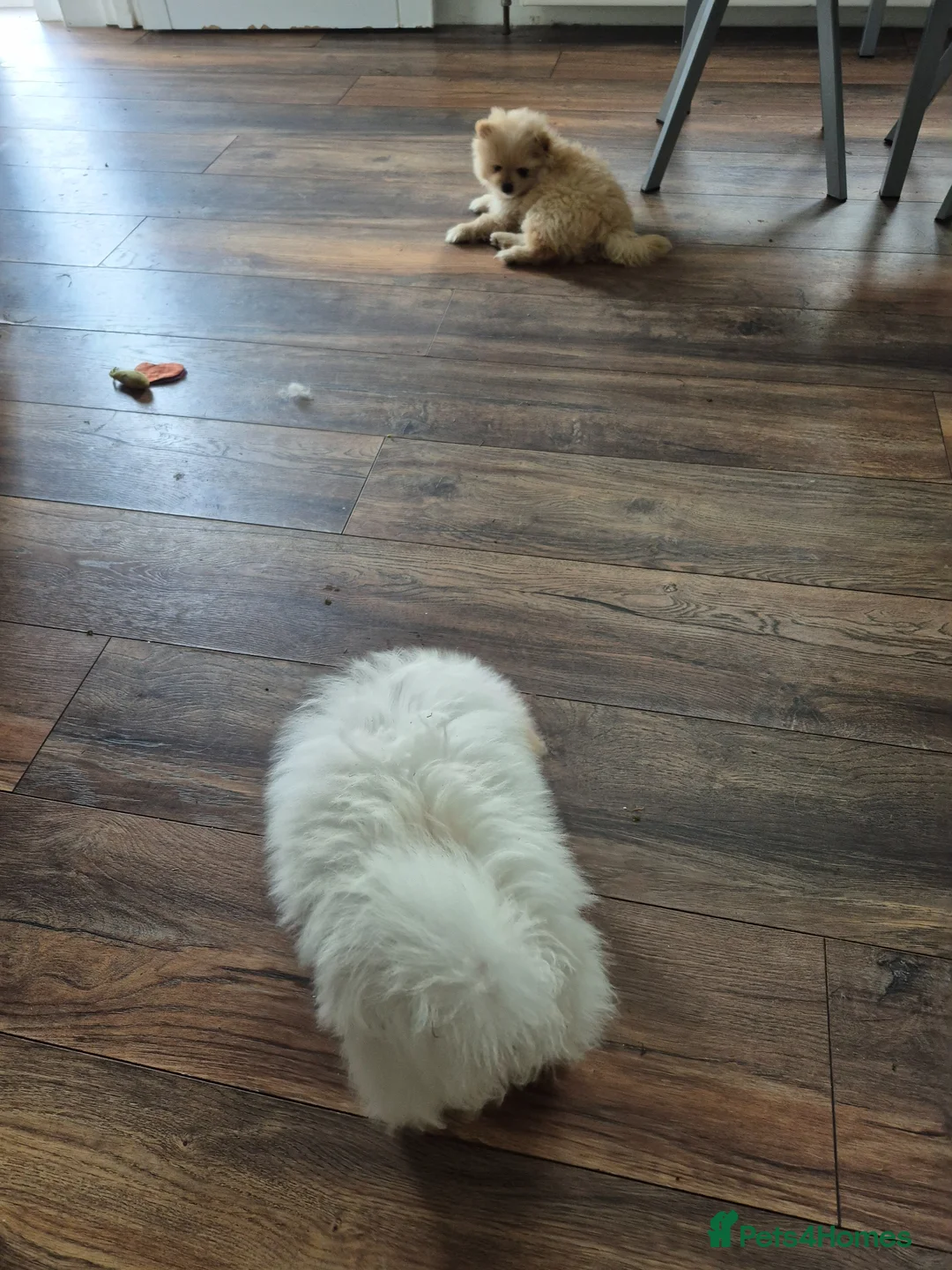 Pomeranian dogs for sale: READY TO MELT YOUR HEART TINYTEDDYBEAR POMERANIAN  - Advert 2