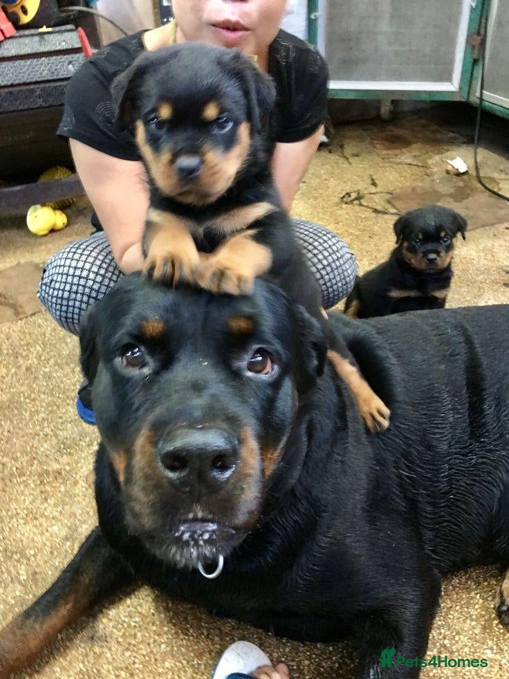 Rottweiler dogs Loving Rottweiler puppies ready now - Advert 5