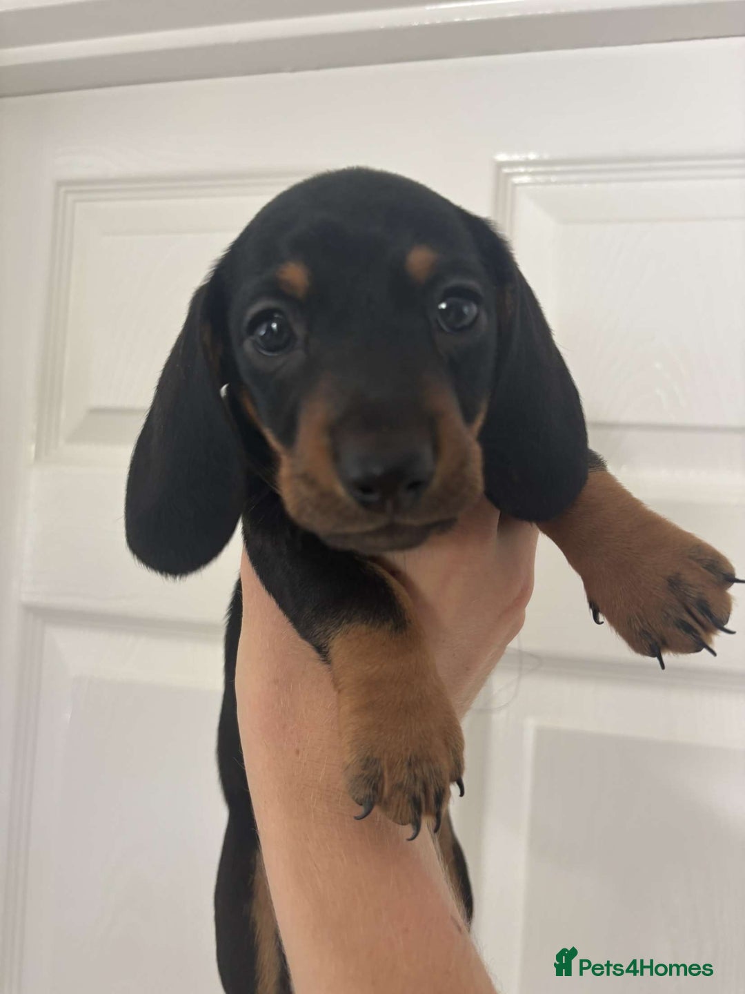 Miniature Dachshund dogs for sale: 3 male miniature dachshunds Black and Tan  - Image 10