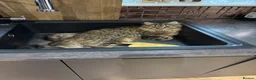 Mixed Breed cats for sale: Long hair tabby in Bonnybridge - Advert 4