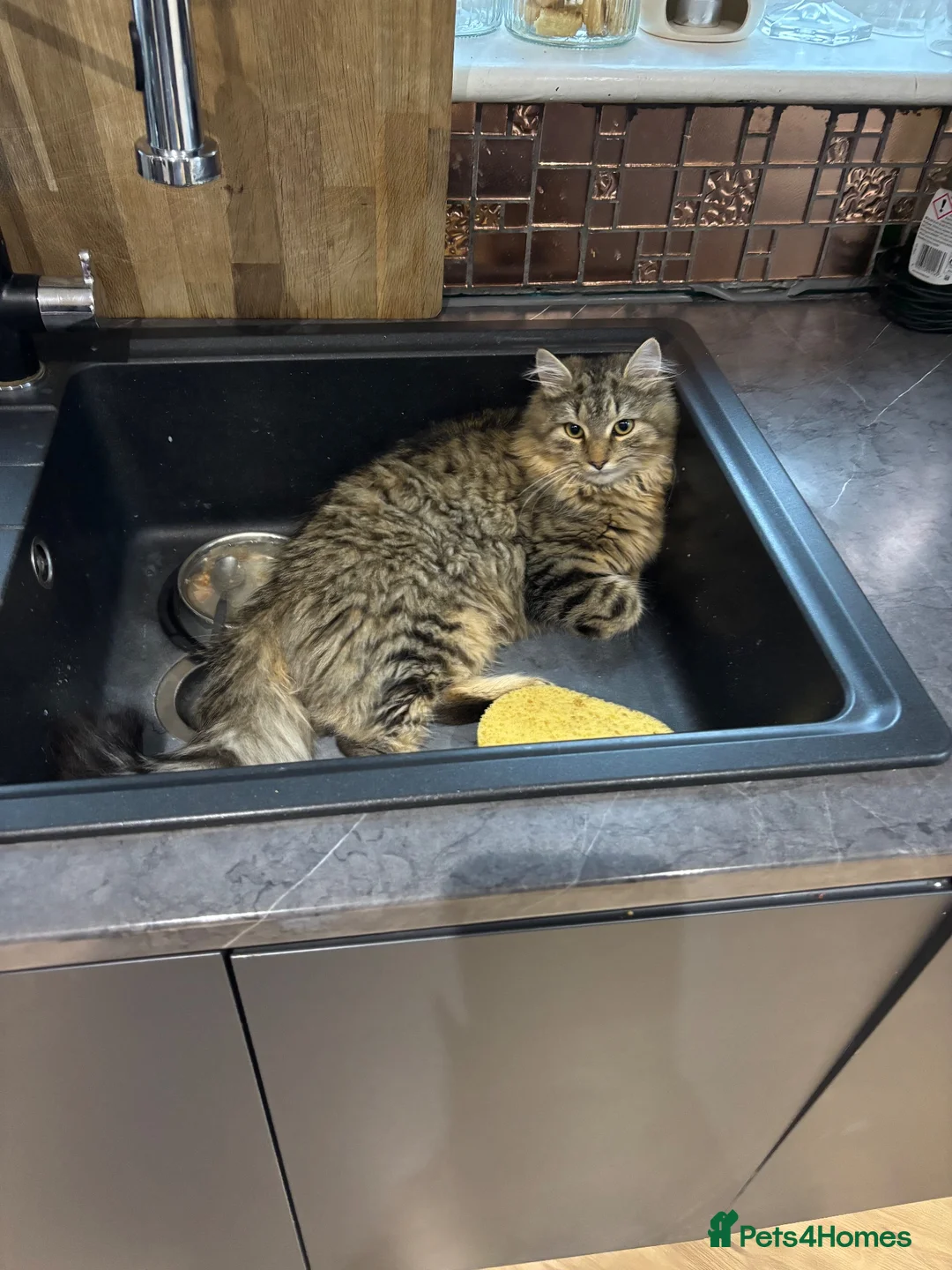 Mixed Breed cats for sale: Long hair tabby in Bonnybridge - Advert 4