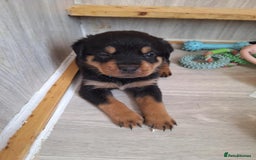 Rottweiler dogs for sale:  Beautiful Rottweiler puppies  - Image 3