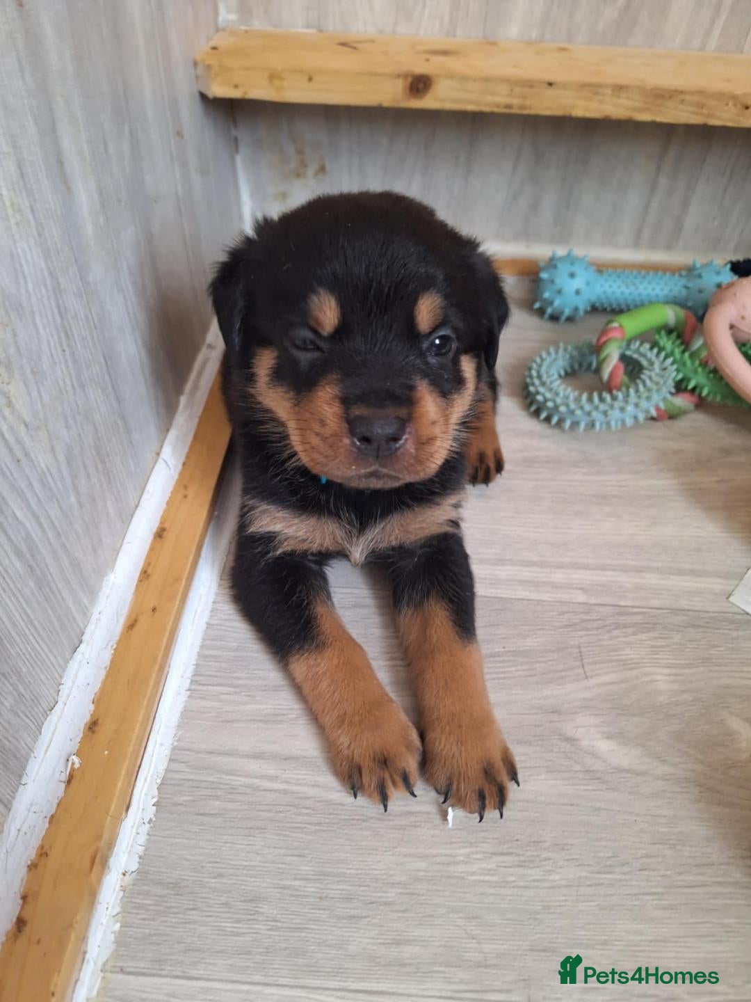 Rottweiler dogs for sale:  Beautiful Rottweiler puppies  - Image 3