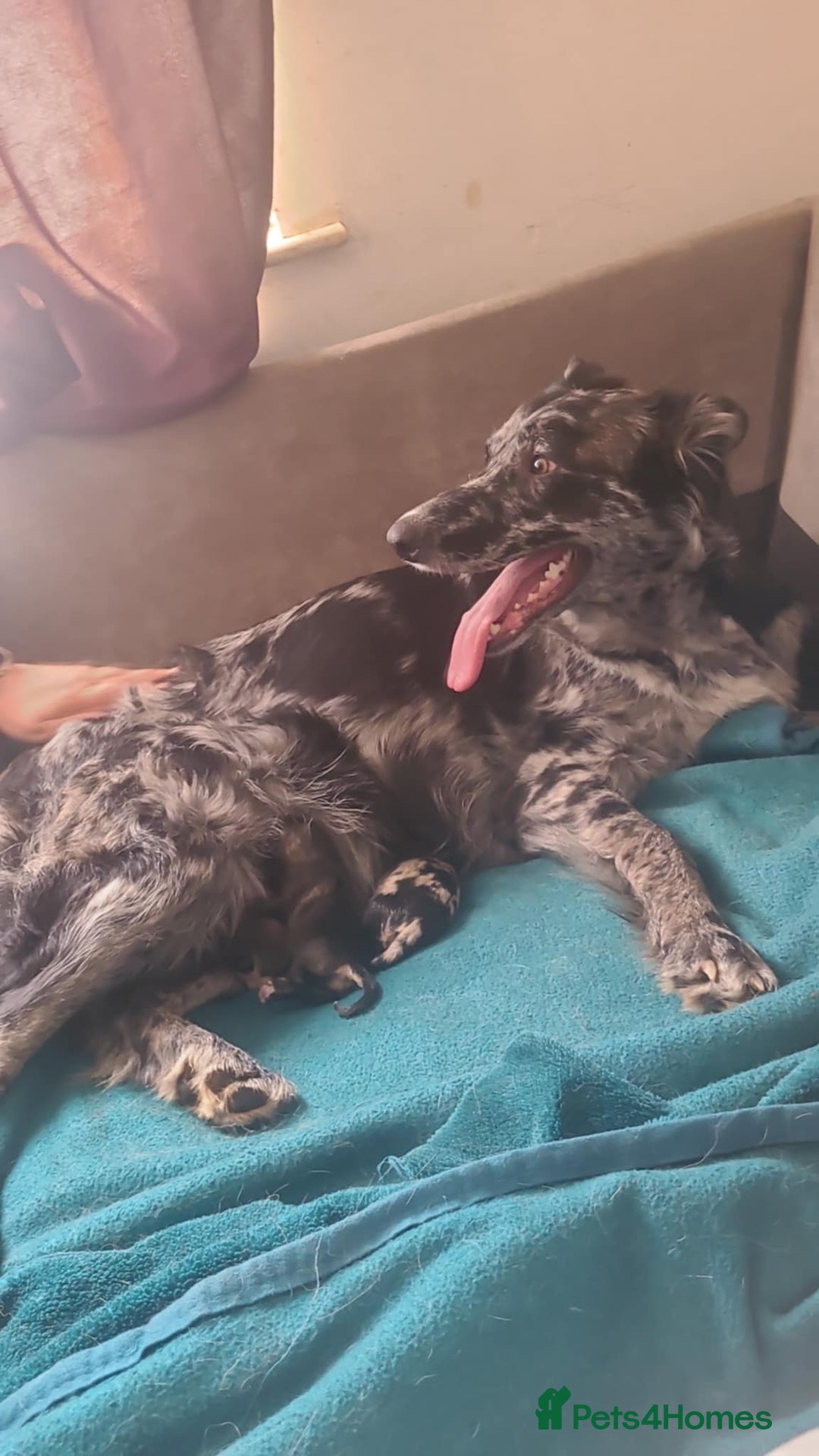 Border Collie dogs for sale: new litter of border collie pups for sale  - Image 12
