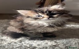 British Longhair cats for sale: British Longhair kittens mix - Advert 3