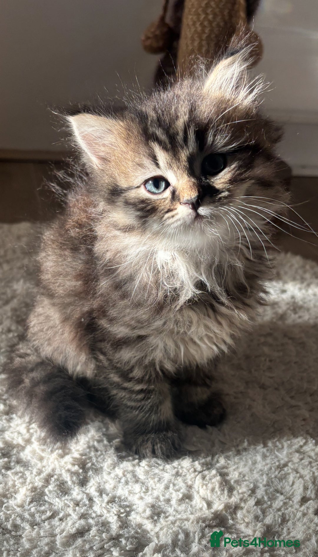 British Longhair cats for sale: British Longhair kittens mix - Advert 3