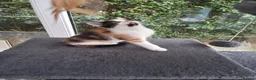 Mixed Breed cats for sale: RARE Tabico kittens 😻 Calico Tabbies  - Advert 9