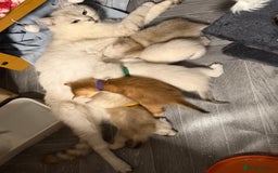 British Shorthair cats for sale: British shorthair kittens  silver/ golden TICA - Image 9