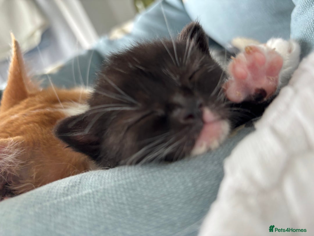 Mixed Breed cats for sale: Cuddly black tux kitten - Image 5