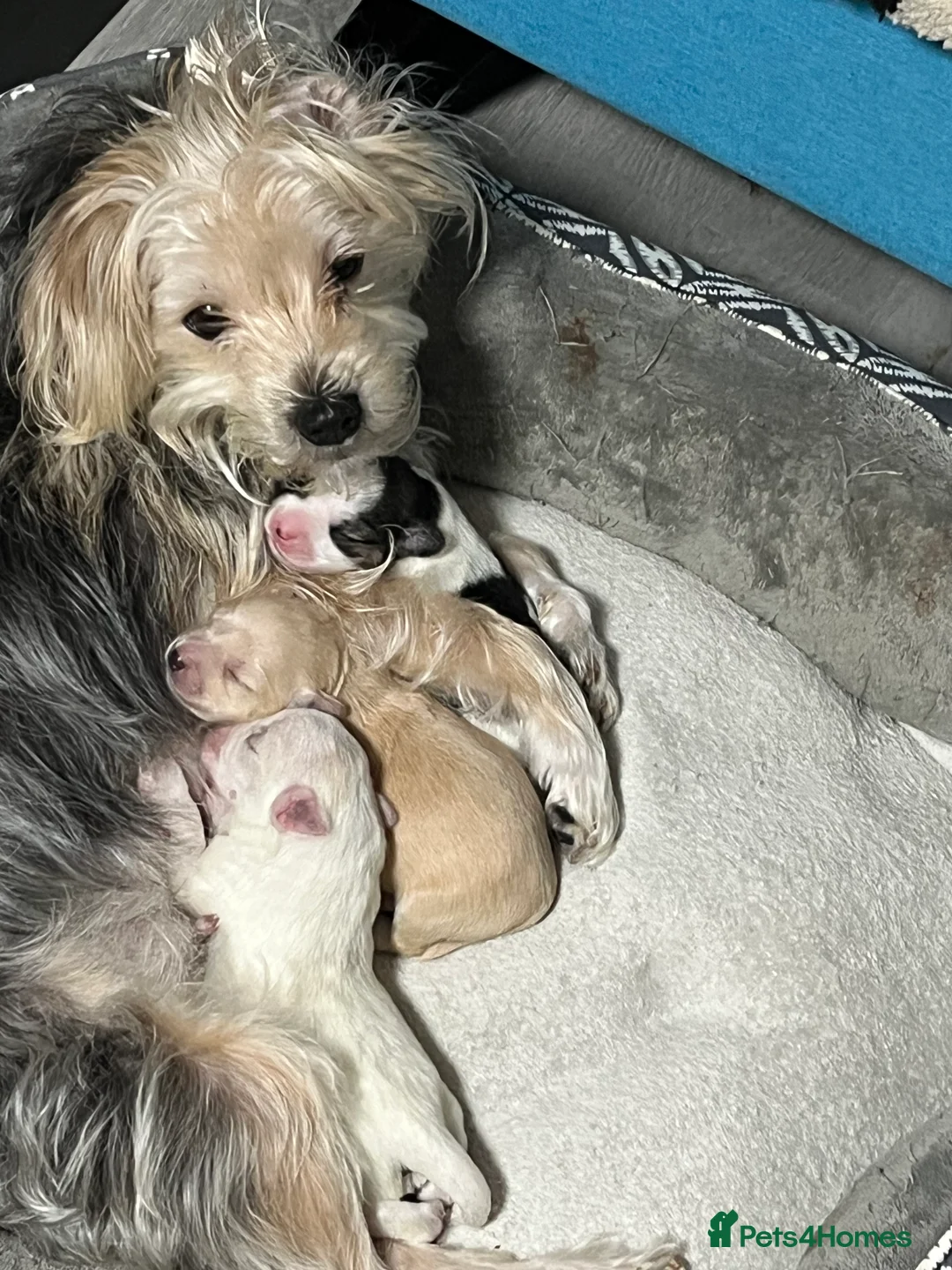 Mixed Breed dogs for sale: Puppies for sale  - Advert 1