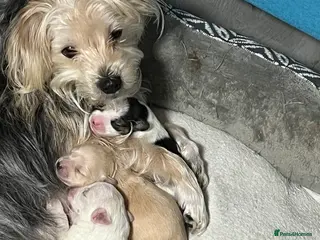 Mixed Breed dogs Puppies for sale - Advert 1