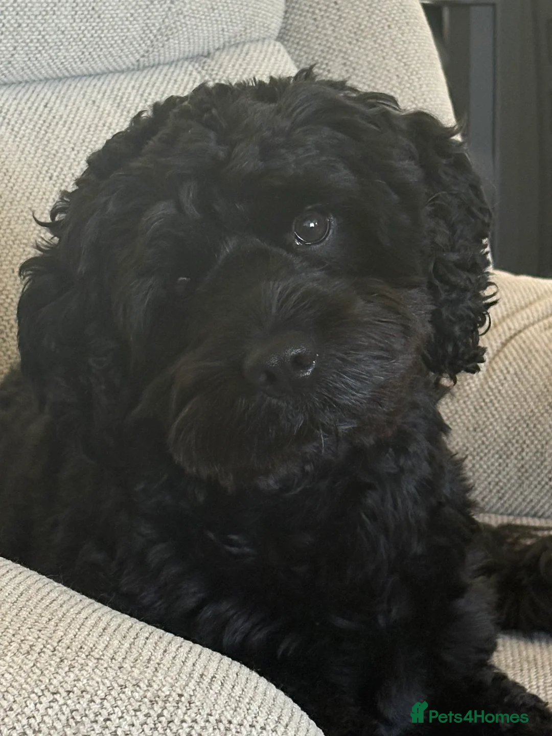 Cockapoo dogs for stud: *FOR STUD* Black Cockapoo Jasper 3 year old - Advert 4