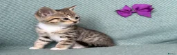 British Shorthair cats for sale: Introducing the Cute Curious kittens  - Advert 8