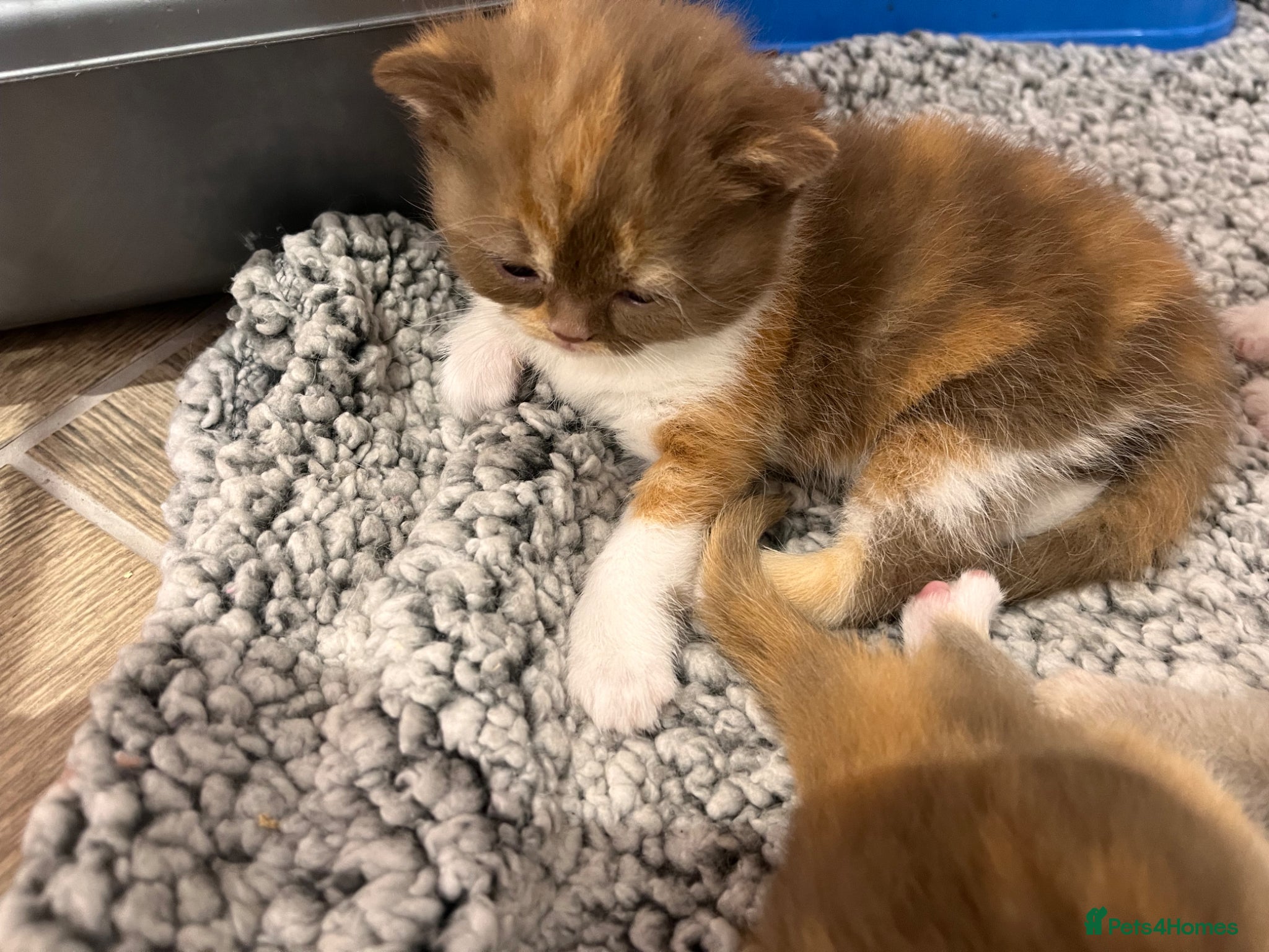 British Shorthair cats for sale: 🏆Gccf Cinnamon tortie Fawn Red bi colour 🏆 - Advert 17