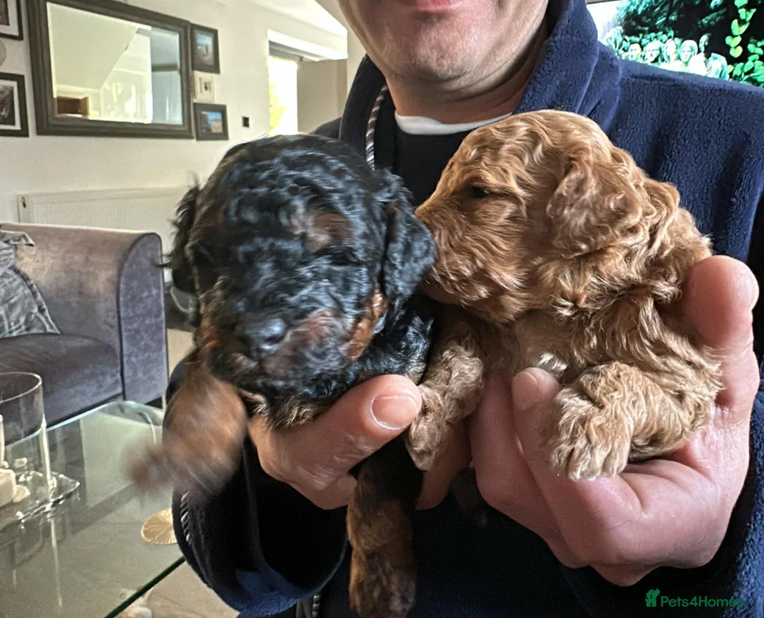 Toy Poodle dogs for stud: PHANTOM TOY POODLE AVAILABLE AT STUD in Grays - Advert 24