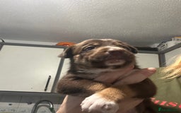 Mixed Breed dogs for sale: Puppies  - Image 2