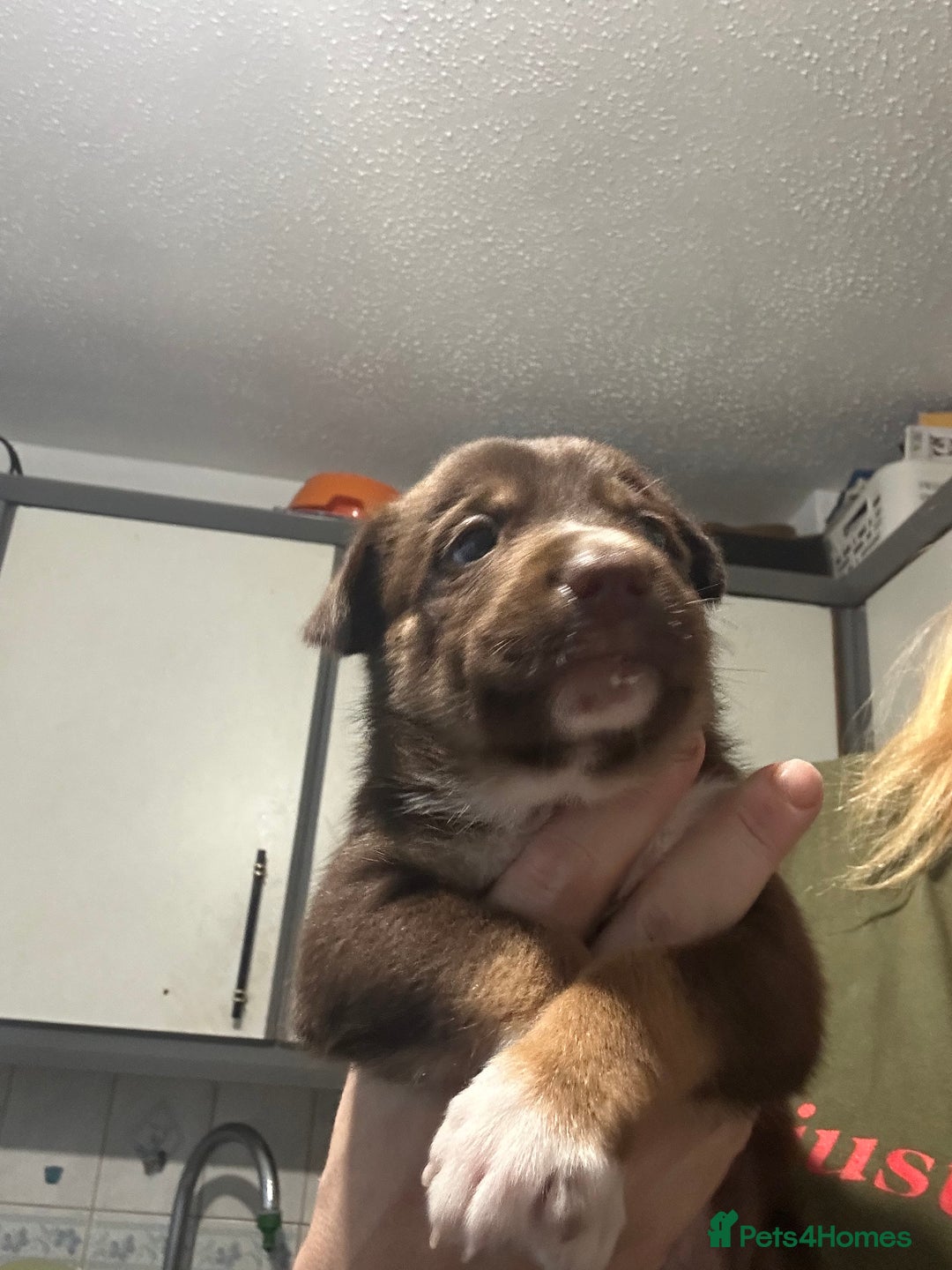 Mixed Breed dogs for sale: Puppies  - Image 2