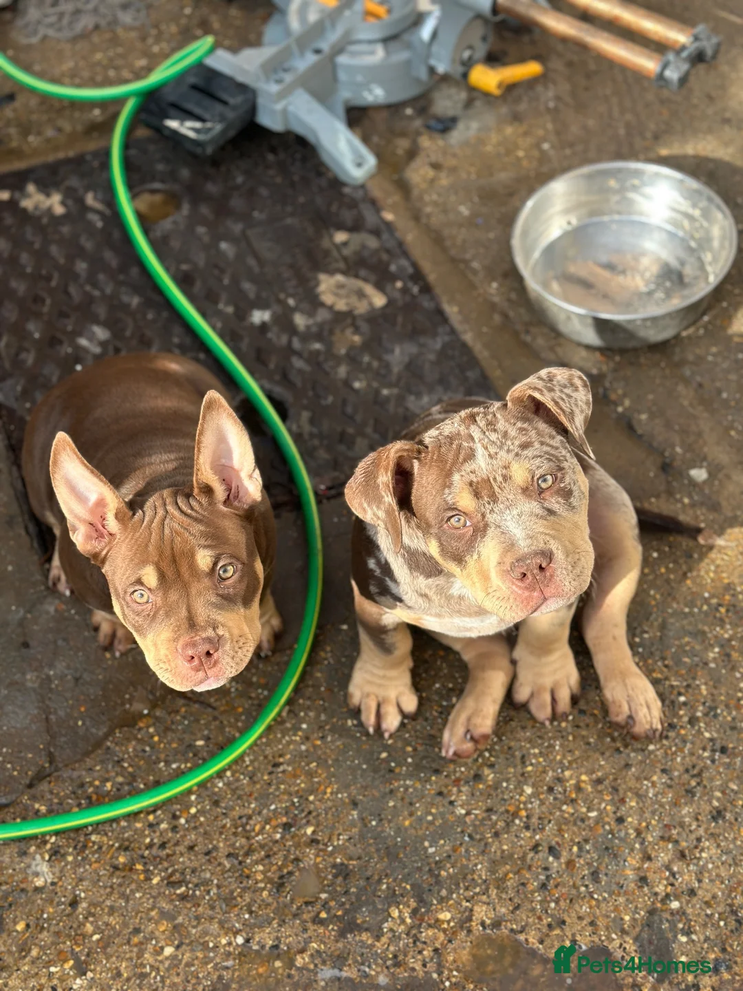 American Bully dogs for sale: Pocket bullys abkc regd - Advert 2