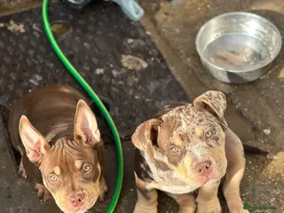 American Bully dogs Pocket bullys abkc regd - Advert 2