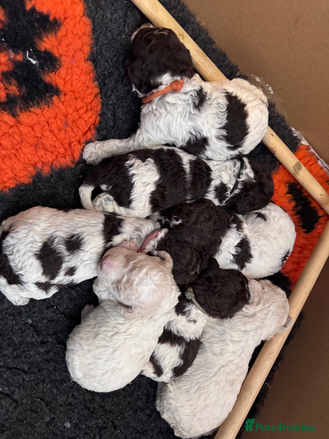 Lagotto Romagnolo dogs for sale: Quality litter  - Advert 6