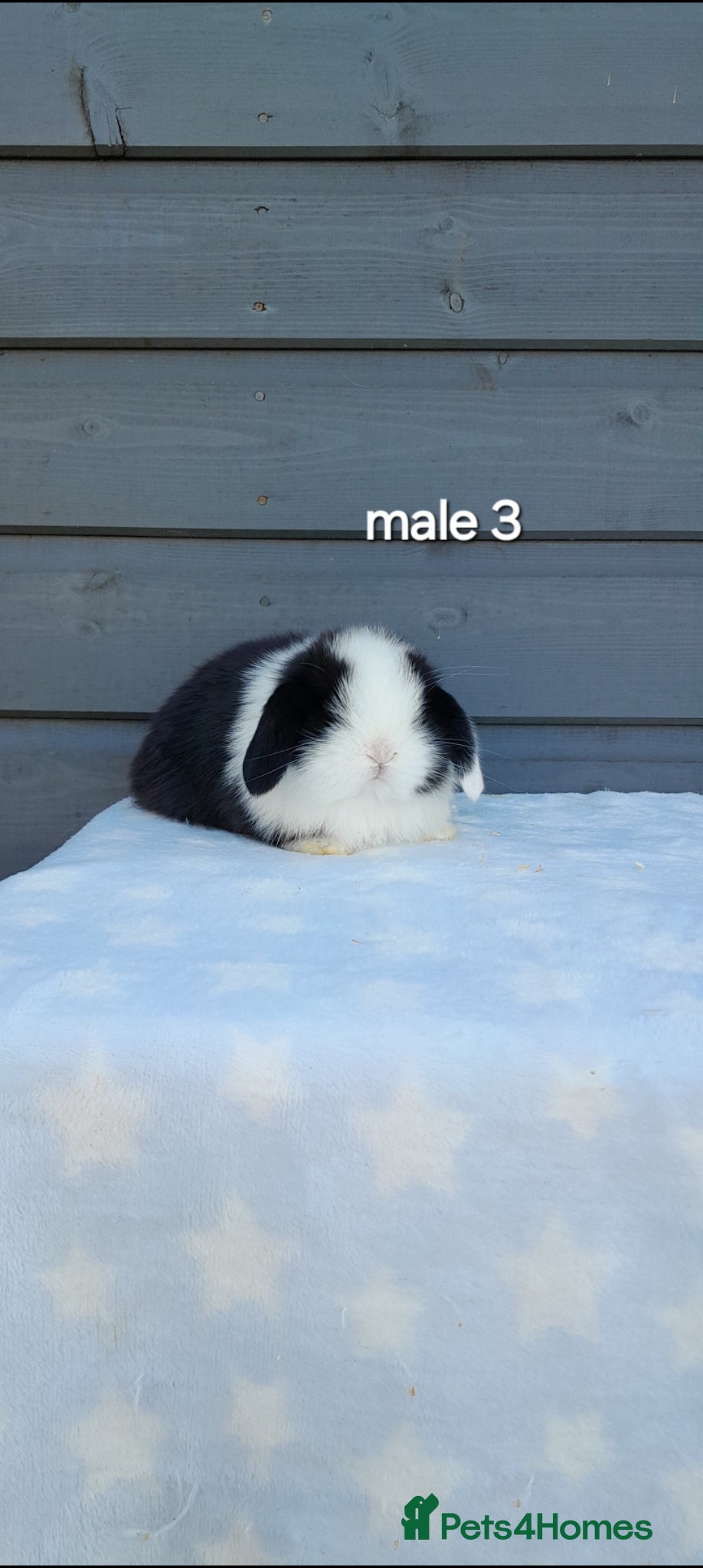Mini Lop rabbits Male and female minilops - Advert 1
