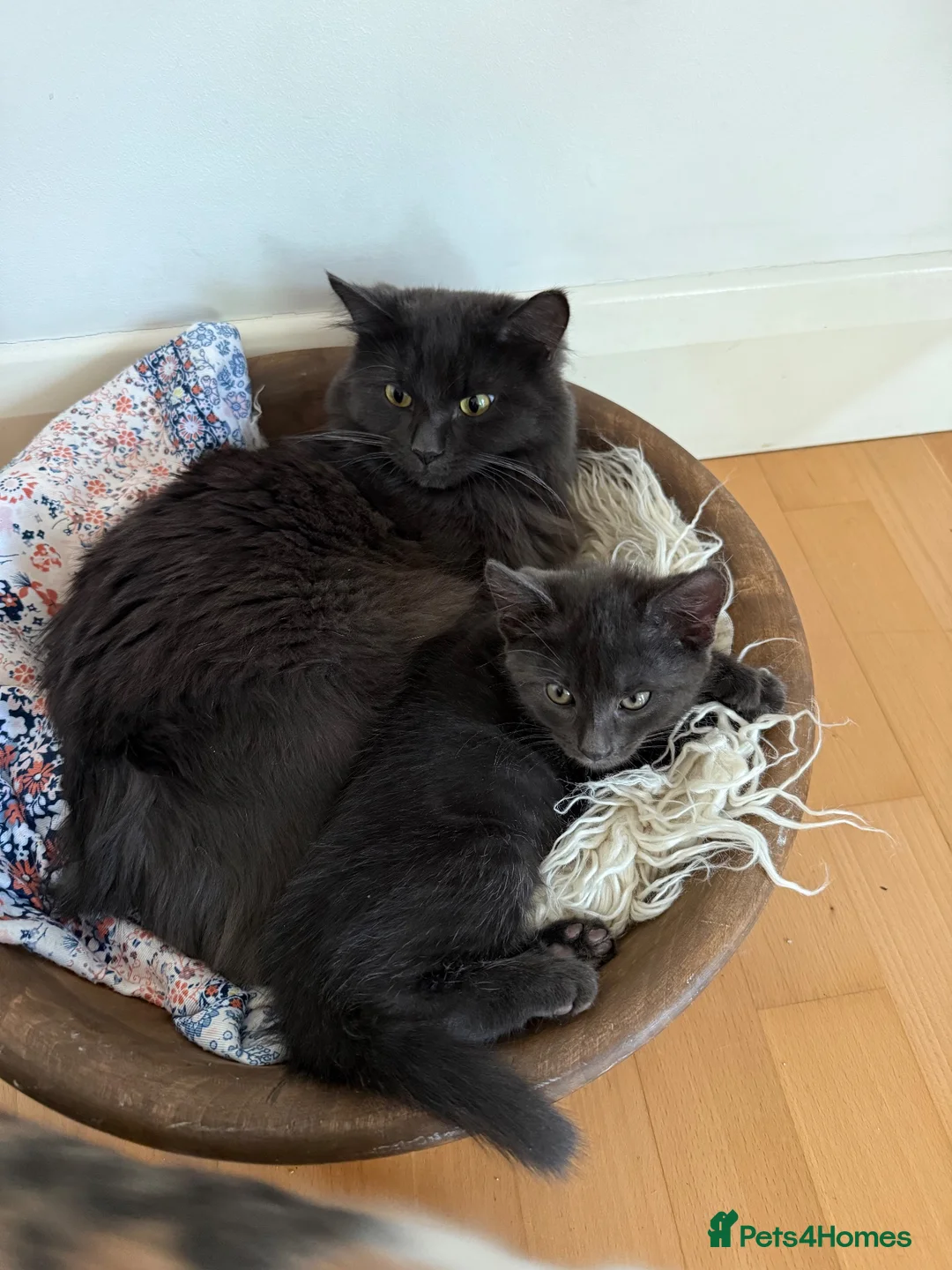 Mixed Breed cats for sale: Two beautiful kittens looking for loving homes in Staines - Advert 2
