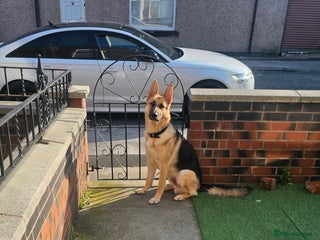 German Shepherd dogs in Bolton - Advert 6