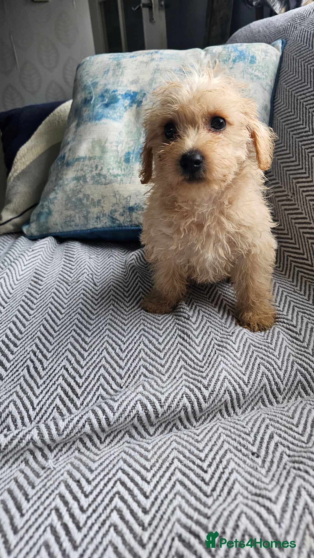 Mixed Breed dogs for sale: Last girl left  - Image 7