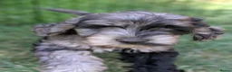 Cockapoo dogs for sale: F1b cockapoo puppies  - Advert 4