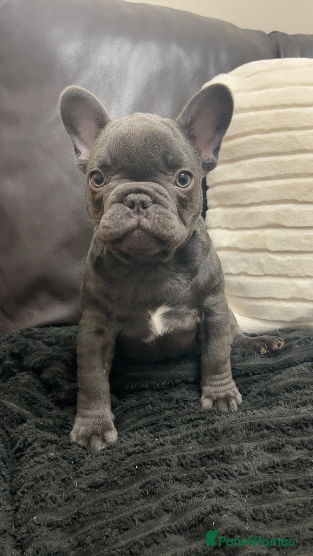 French Bulldog dogs for sale: Grey French Bulldog Male in Deeside - Advert 2